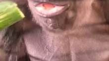 Majestic Gorilla Enjoys a Meal with a Surprising Twist at the End"