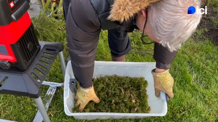 Roland Motte, jardinier : compostez votre sapin de Noël