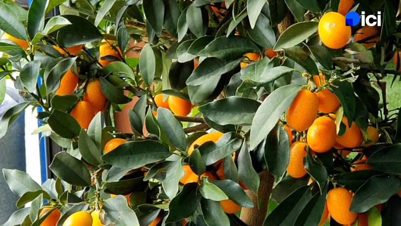 Roland Motte, jardinier : prendre soin de ses agrumes en hiver