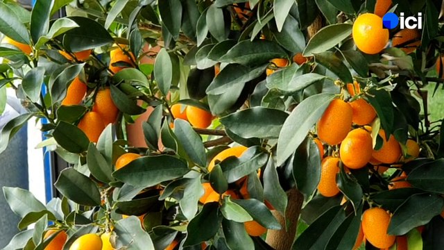 Roland Motte, jardinier : prendre soin de ses agrumes en hiver