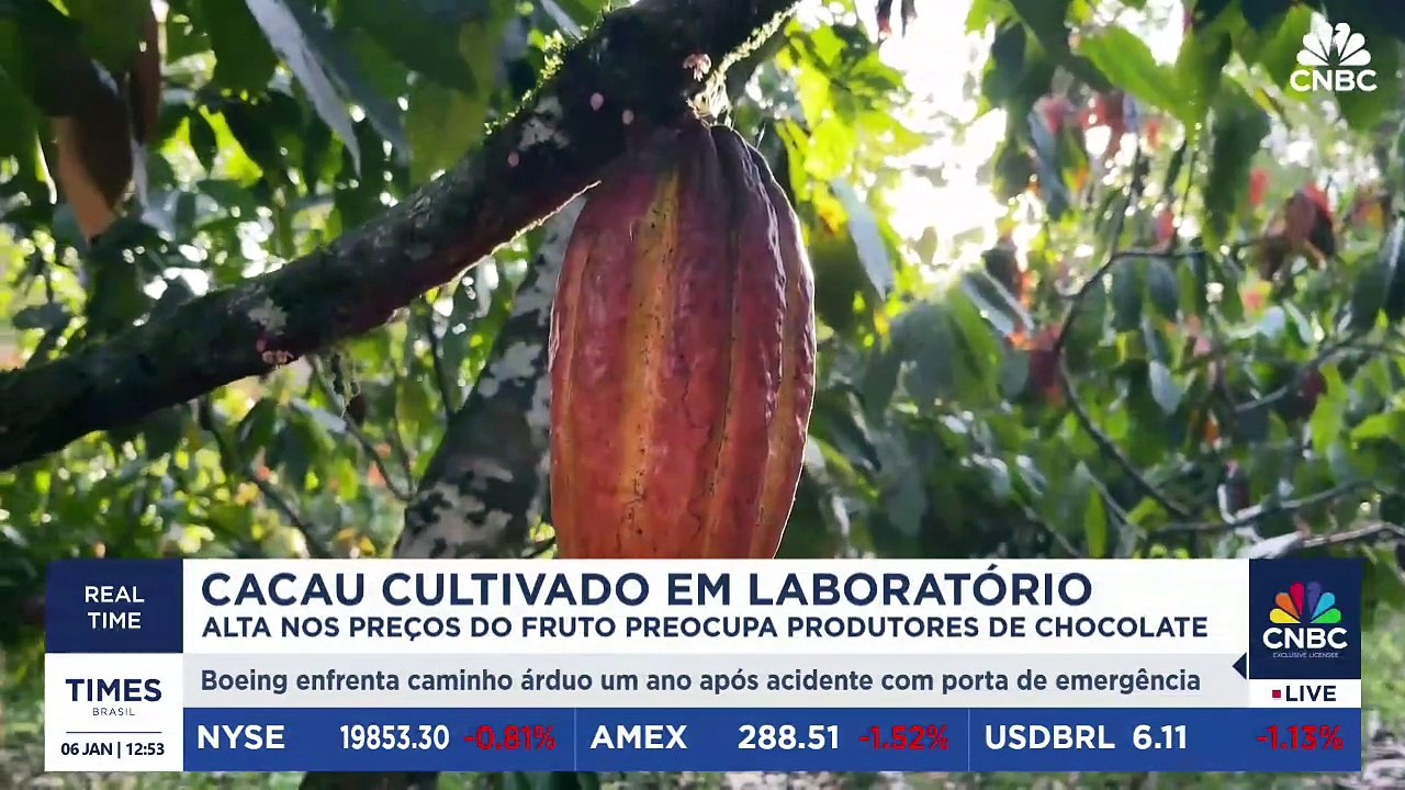 Startup investe em cultivo do cacau em laboratório; saiba como funciona inovação
