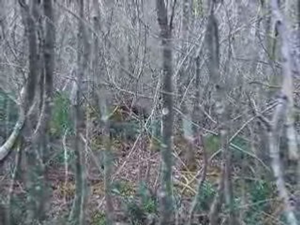 des sangliers cochon