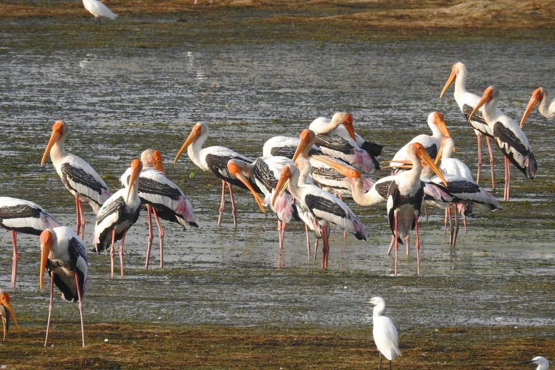 पक्षियों की दुनिया को जानने का मिलेगा अवसर , तीन दिवसीय बर्ड फेयर 13 से