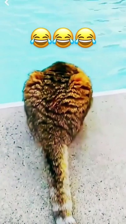 MOMEN FUNNY ANIMALS