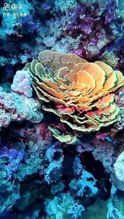 Aquarium 5