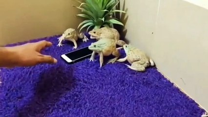 நம்ம ஊரு ஆடானை