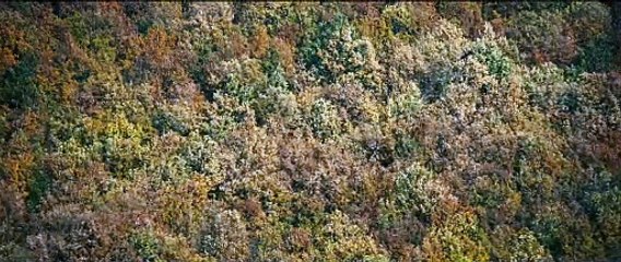 The Duke of Burgundy (2014) - Bande annonce