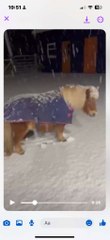 Donkeys wear their coats in the snow