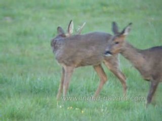 3 chevreuils en plaine