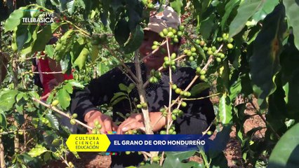 STVE Informa: El grano de oro hondureño