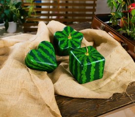 Conseils pour garder vos plantes saines et fortes !