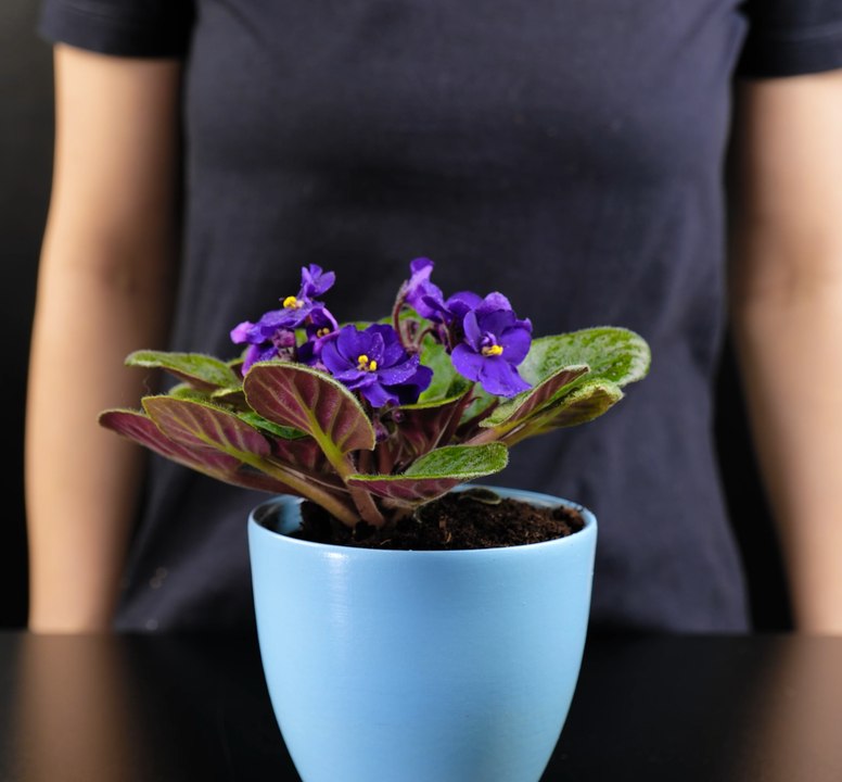 Cultivez votre pouce vert : Les compétences essentielles en matière de jardinage !