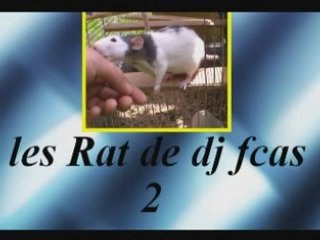 Les rat de dj fcas 2
