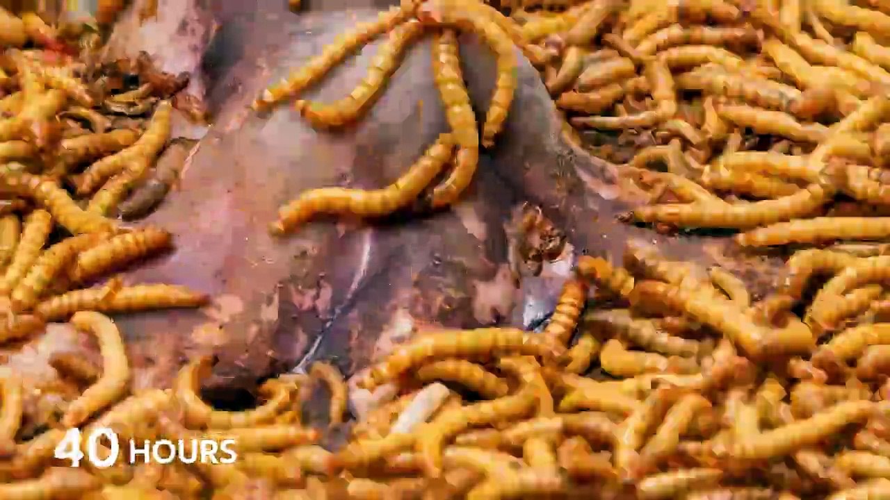 10000 Hungry Mealworms VS Octopus amazing video of 2025