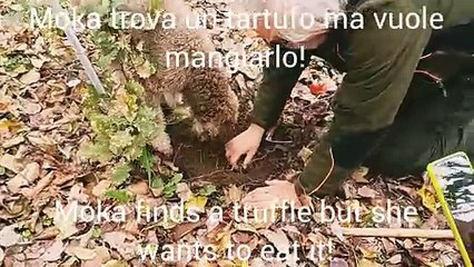 La cerca del tartufo, nel Monferrato, grazie al fiuto di Moka e Vichi