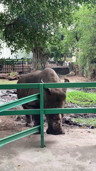 Cách tê giác trắng gãi ngứa bao sướng