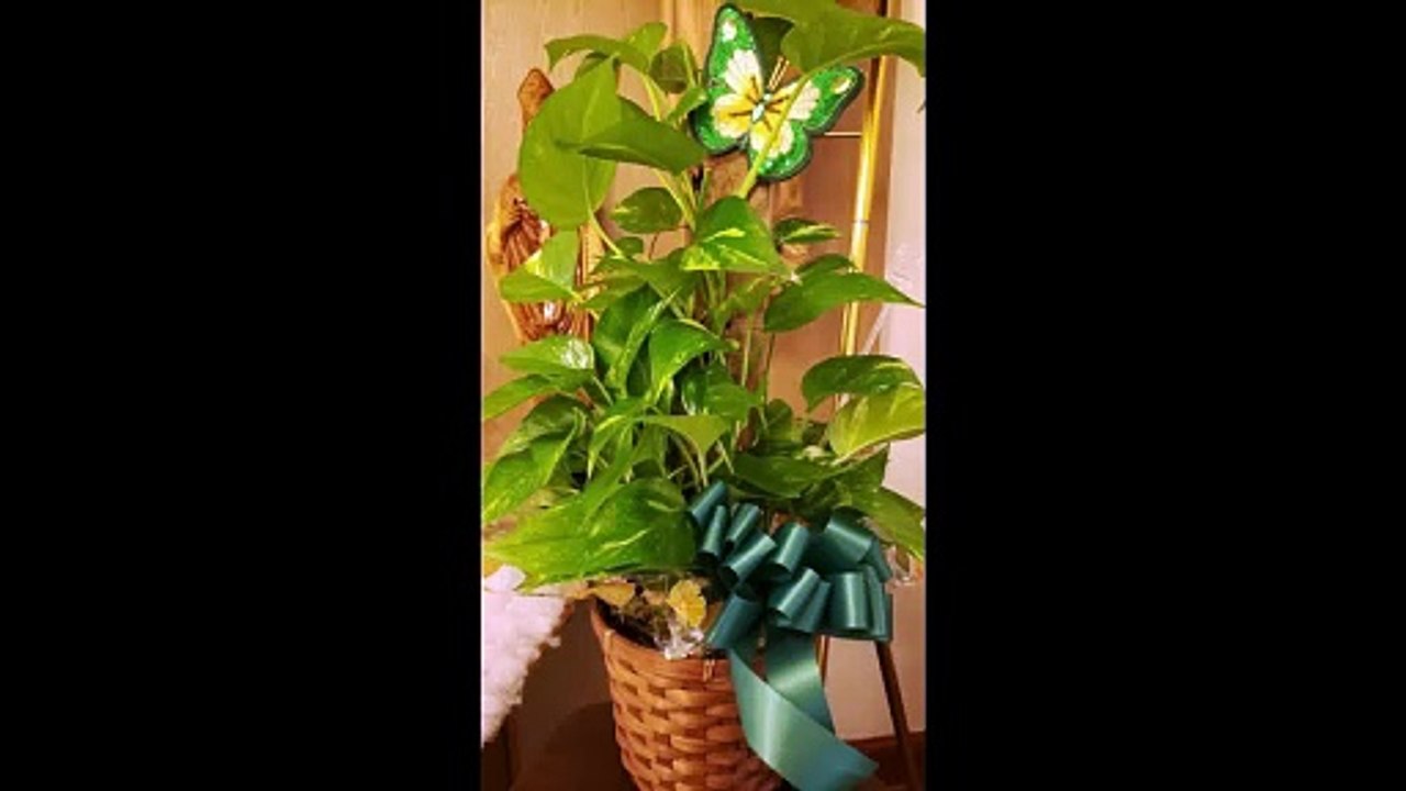 Flowers and Cards for Larry Theiler