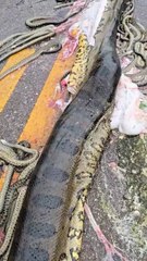 Sucuri de cinco metros grávida é atropelada e espalha cerca de 40 filhotes mortos pela rodovia