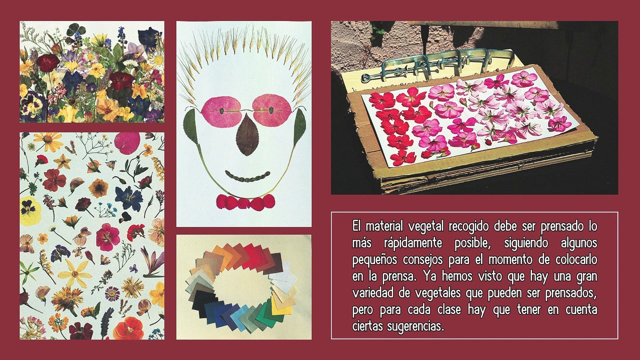 [#Podcast] Las guías creativas flores prensadas - Creative guides pressed flowers