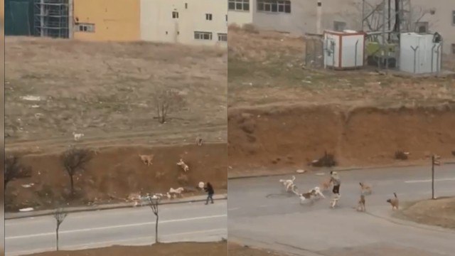 Ankara’da başıboş köpekler yoldan geçenlere saldırdı; o anlar kamerada