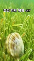 Fun Cooking big oyster 🦪 10 #oyster #funCooking