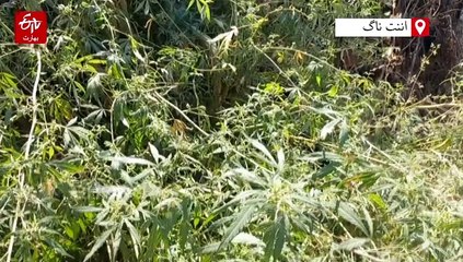 اننت ناگ: سال 2024 کے دوران منشیات کے کیسز میں تقریبا 27 کروڑ کی املاک ضبط، 185 گرفتار