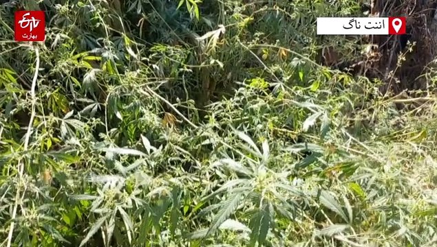 اننت ناگ: سال 2024 کے دوران منشیات کے کیسز میں تقریبا 27 کروڑ کی املاک ضبط، 185 گرفتار