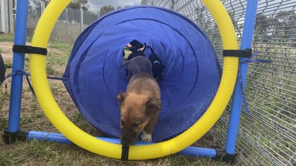 Puppies available for adoption at BARC