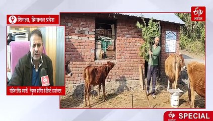 देसी गाय पालना फायदे का सौदा, मिलेगी इतने हजार की सब्सिडी, गौशाला का फर्श पक्का करने पर भी सरकार देगी ₹8 हजार