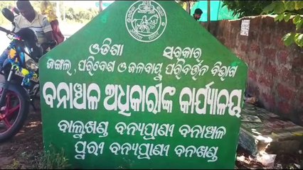 ଦେବୀ ମୁହାଁଣରେ ଅଲିଭ ରିଡଲେ କଇଁଛଙ୍କ  ଅଣ୍ଡାଦାନ