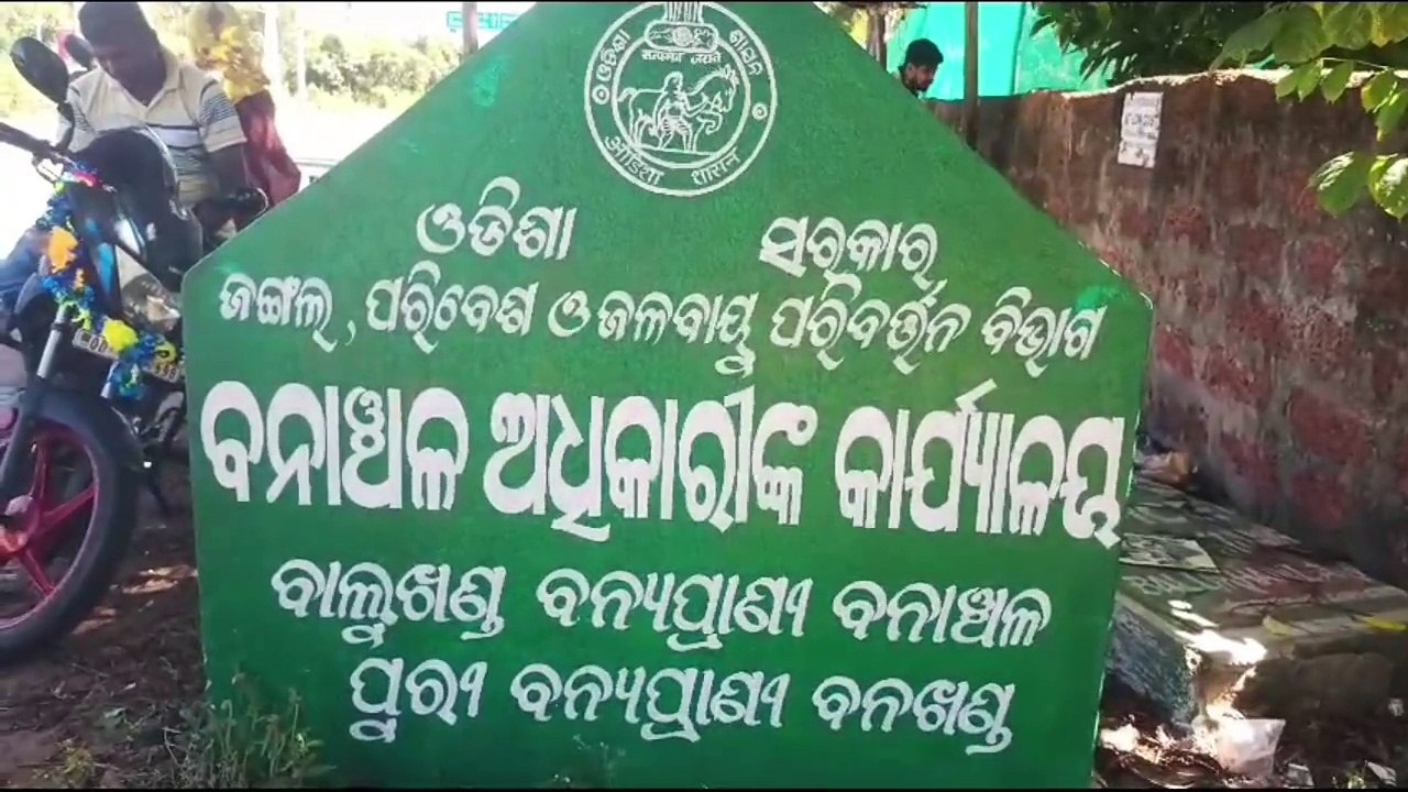 ଦେବୀ ମୁହାଁଣରେ ଅଲିଭ ରିଡଲେ କଇଁଛଙ୍କ  ଅଣ୍ଡାଦାନ