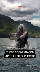 What Secrets Are Hidden in the World of Whales