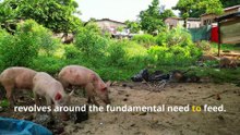 Fun Pig Facts, Why Pigs Are Smarter Than You Think!