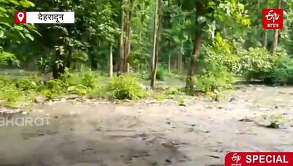 तस्करों के लिए सॉफ्ट टारगेट बने उत्तराखंड के जंगल, वन्यजीवों की तस्करी में धरपकड़ के बढ़ रहे मामले