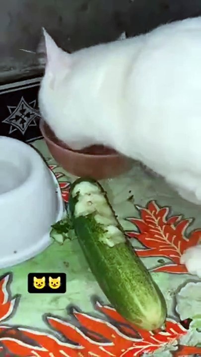 Un chat gourmet... repas très drôle