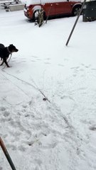 Dolly playing in the Snow