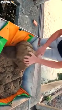 L'heure du repas pour ces milliers d'anguilles