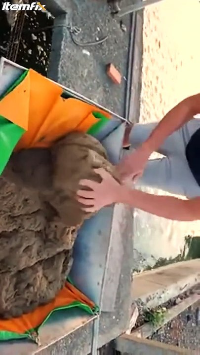 L'heure du repas pour ces milliers d'anguilles