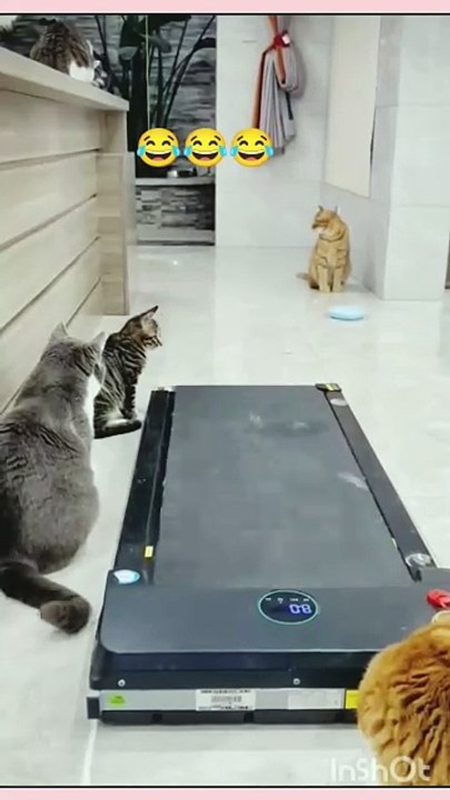 Cat Laugh Part 1