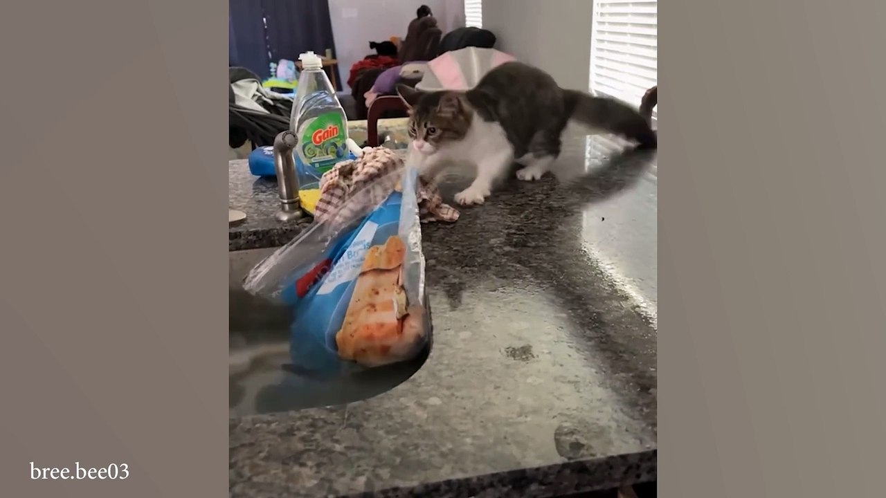 The Most Dramatic Cats are Waiting for You here!   FUNNY CAT VIDEOS