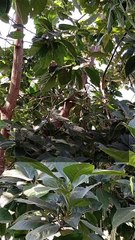 अ‍ॅव्होकॅडो या फळाचा आरोग्यासाठी कमालीचा फायदा