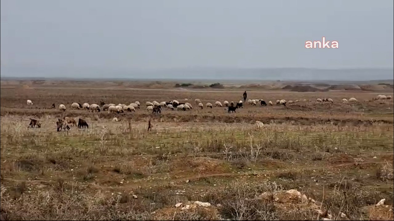 Erhan Adem: 2020’de açılışı yapılan Reyhanlı Barajı’nda koyunlar otluyor