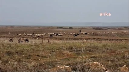 Erhan Adem: 2020’de açılışı yapılan Reyhanlı Barajı’nda koyunlar otluyor
