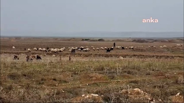 Erhan Adem: 2020’de açılışı yapılan Reyhanlı Barajı’nda koyunlar otluyor