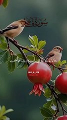 Surah Fatir verses 01 to 04 with Urdu translation