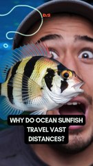 Sunfish Mystery Scientists Can’t Solve! | science Fact | Fish Travel Fish Migration