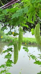 How to grow gourd in the field quickly