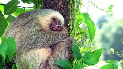 Wildlife of Amazon 4K - Animals That Call The Jungle Home ｜ Amazon Rainforest ｜ Relaxation Film