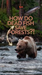How Do Dead Fish Save Forests