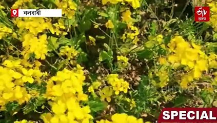 পাগলাদিয়াৰ পাৰত সৰিয়হৰ হালধীয়া দলিচা; এদল উদ্যমী যুৱকৰ অনুকৰণীয় প্ৰচেষ্টা